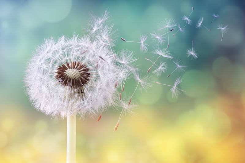 Dandelion seeds in the sunlight blowing away across a fresh green morning background