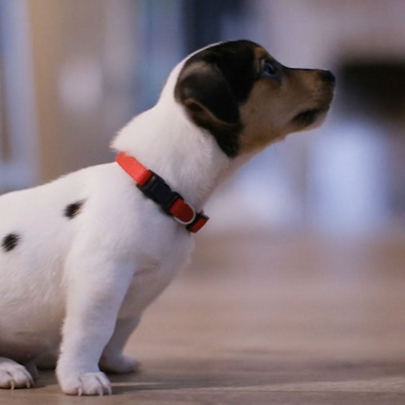 Cute white and brown puppy wearing a red collar sitting on the floor, Pets Indoor Air Quality