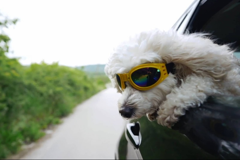 Dog hanging out of car window with sunglasses