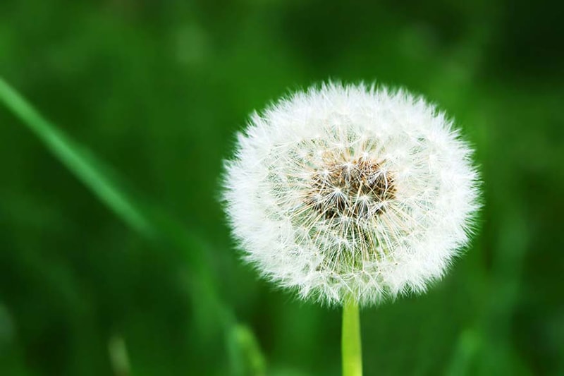 Blog: does ac help with allergies Photo: White dandelion on grassy glade background